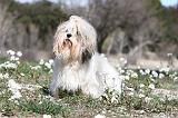 LHASSA APSO 052
